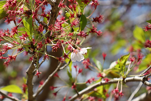 南光自然観察村の葉桜