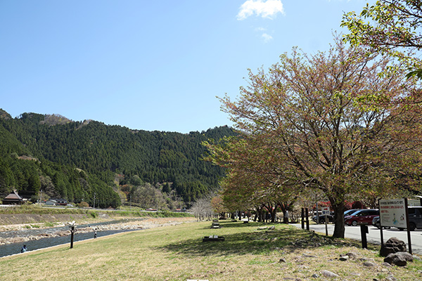南光自然観察村の桜並木