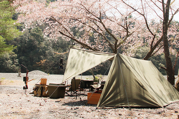 桜とソロベース／つり橋の里で花見キャンプ