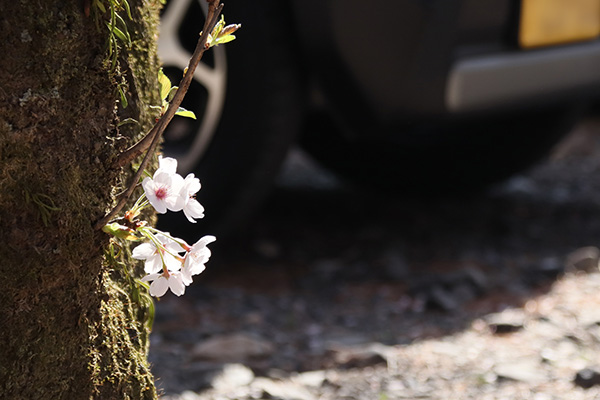 樹の幹から直接出た桜の花