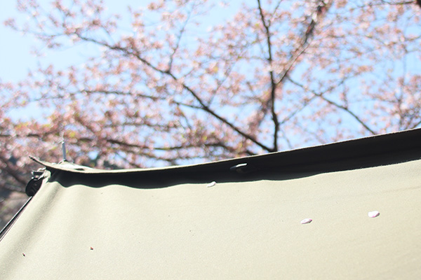 テントに舞い落ちる桜の花びら