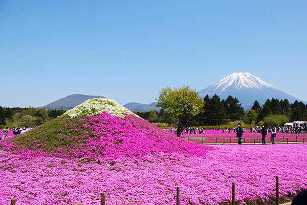 富士芝桜まつりのダブル富士山